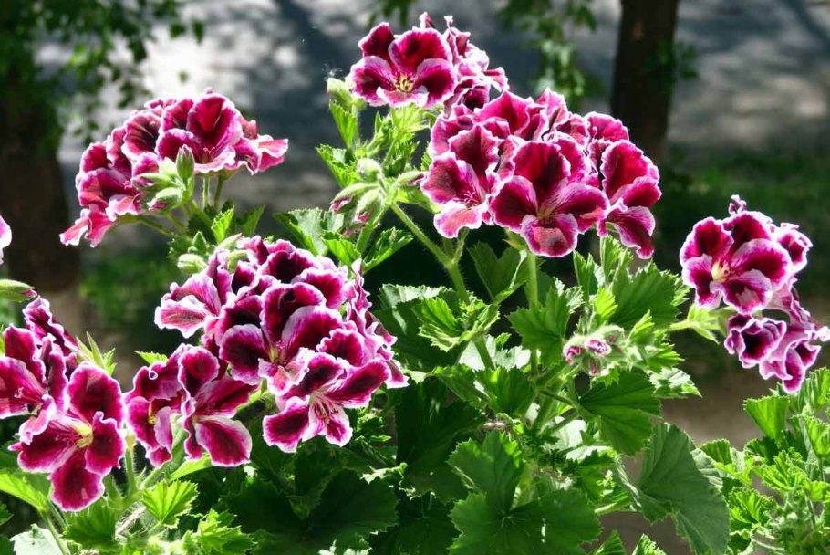 Тюльпановидная герань в горшке