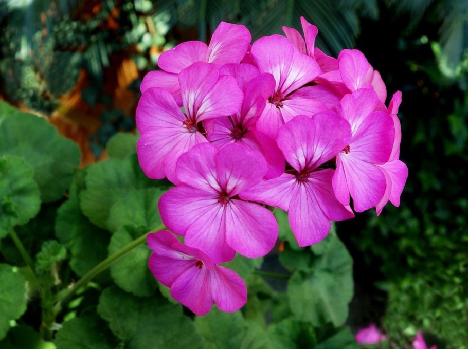 Пеларгония куст