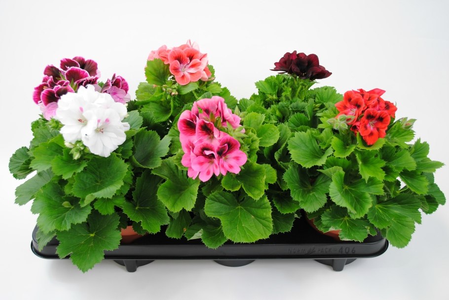 Пеларгония Королевская Aristo Black Beauty