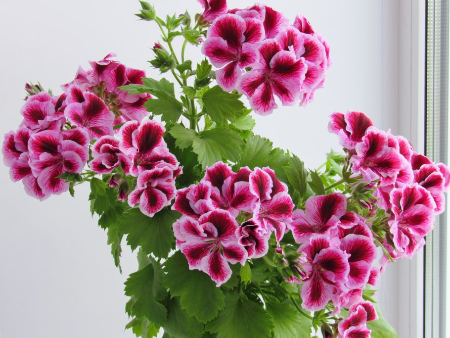 Пеларгония зональная