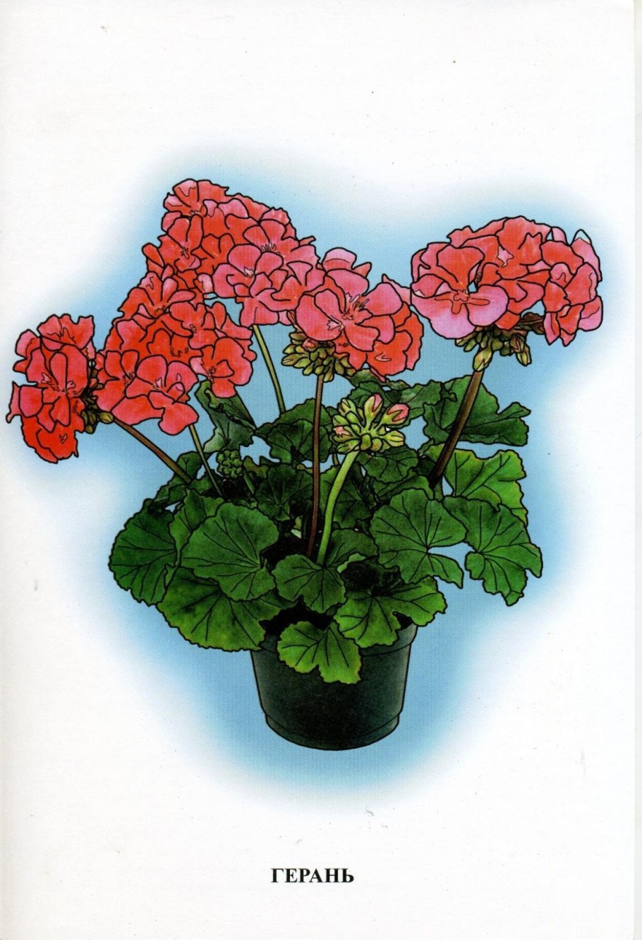 Комнатные растения фиалки герань