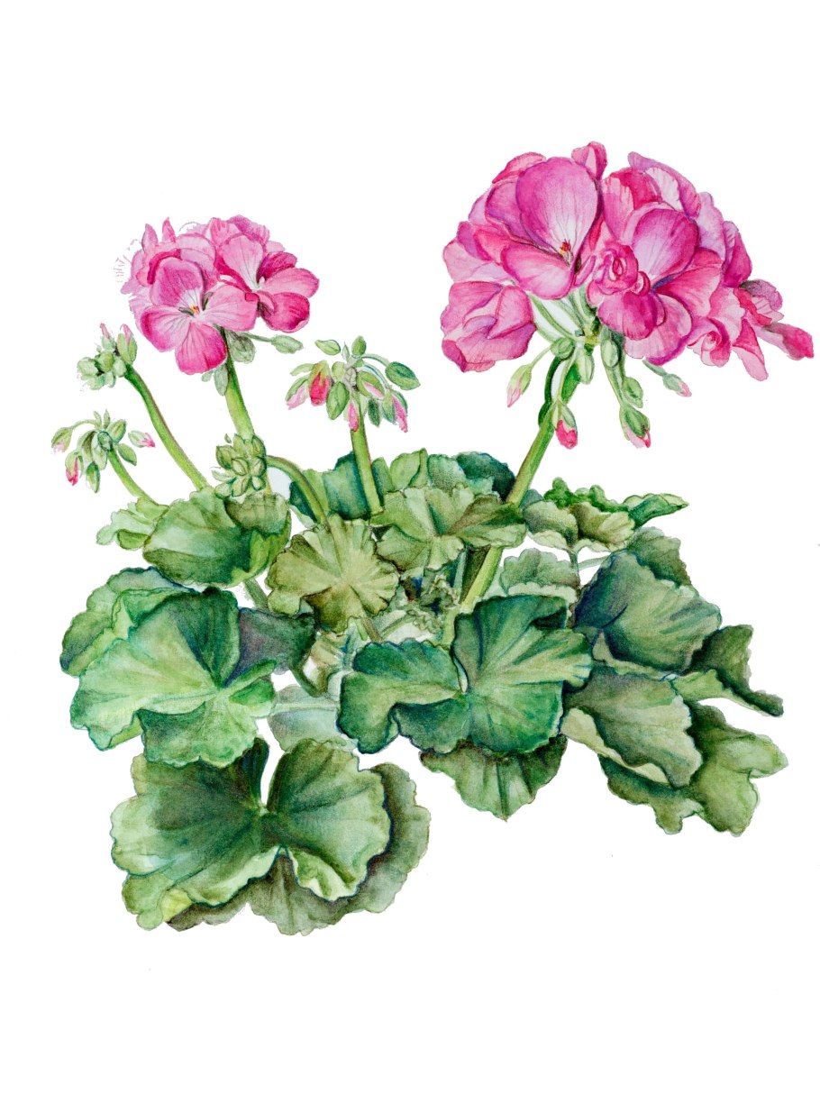 Герань Апаче дип Роуз