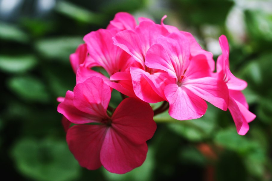 Пеларгония зональная d12