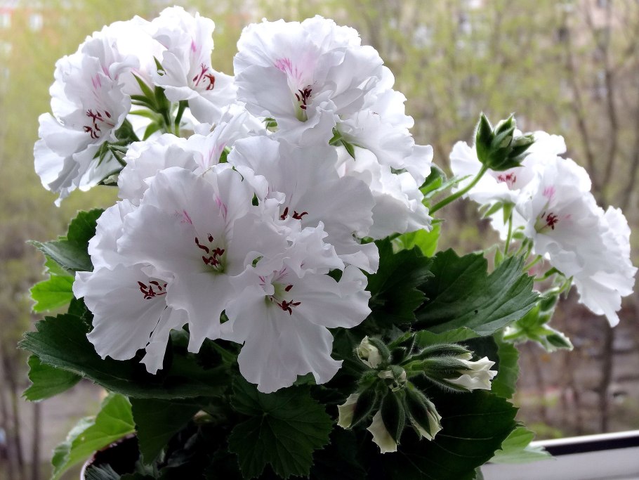 Королевская пеларгония