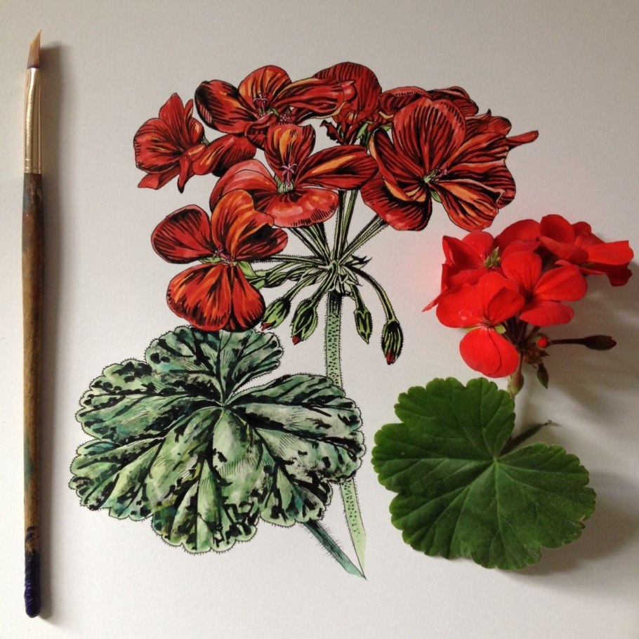 Пеларгония "Кассия"