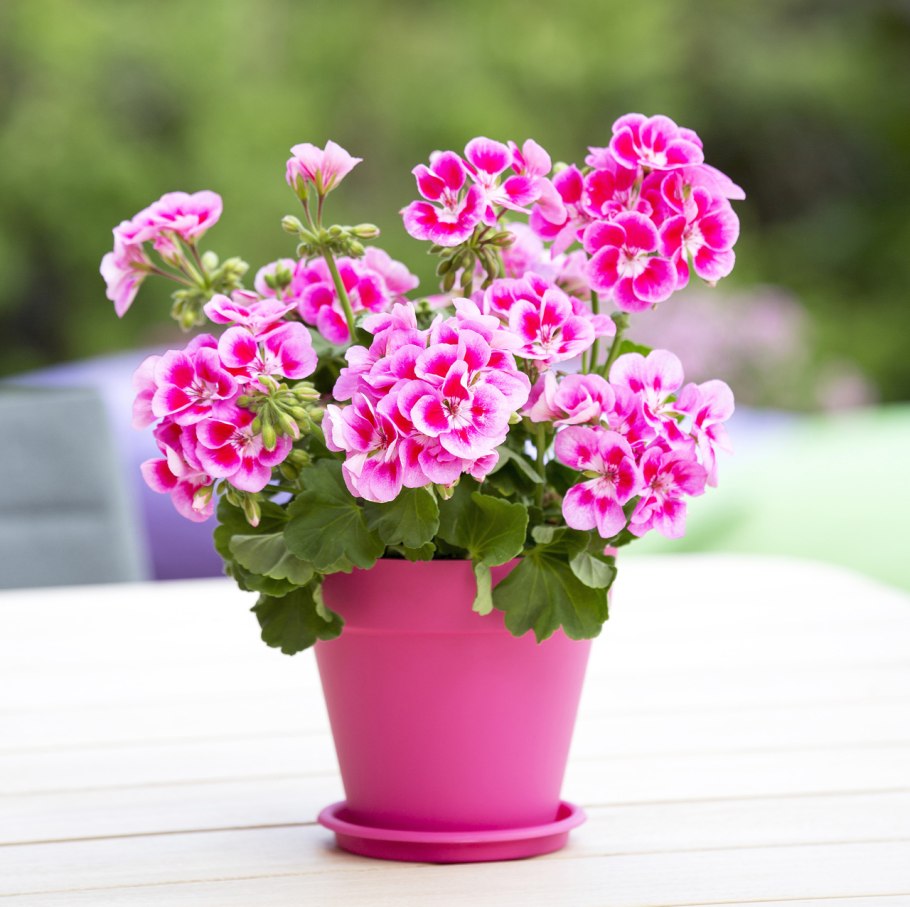 Regalia Pink пеларгония