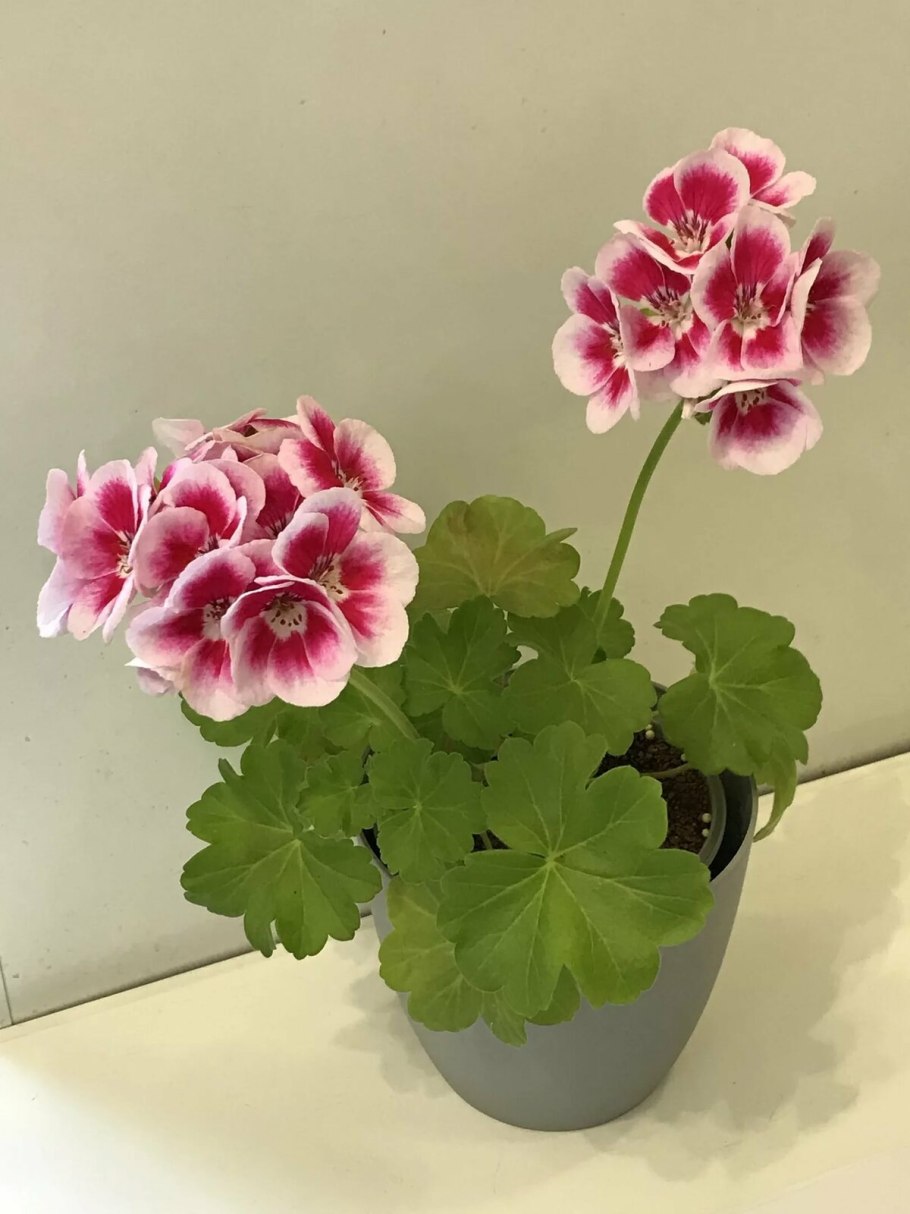 Герань мелкотычинковая