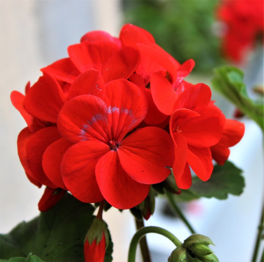 Monica Klauber пеларгония