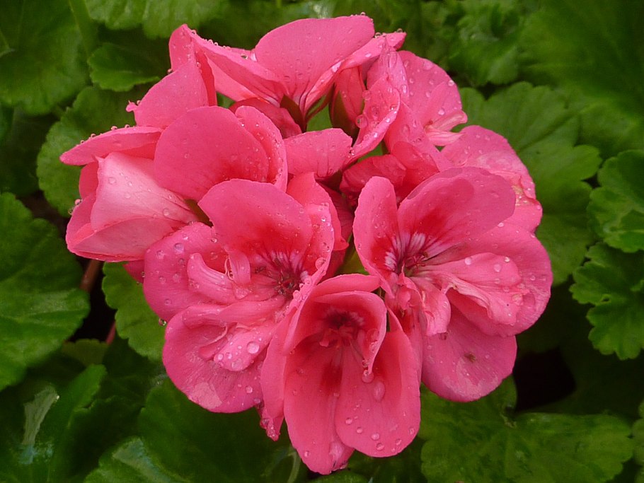 Герань (Geranium)