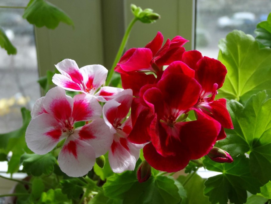 Пеларгония (герань) Арбат