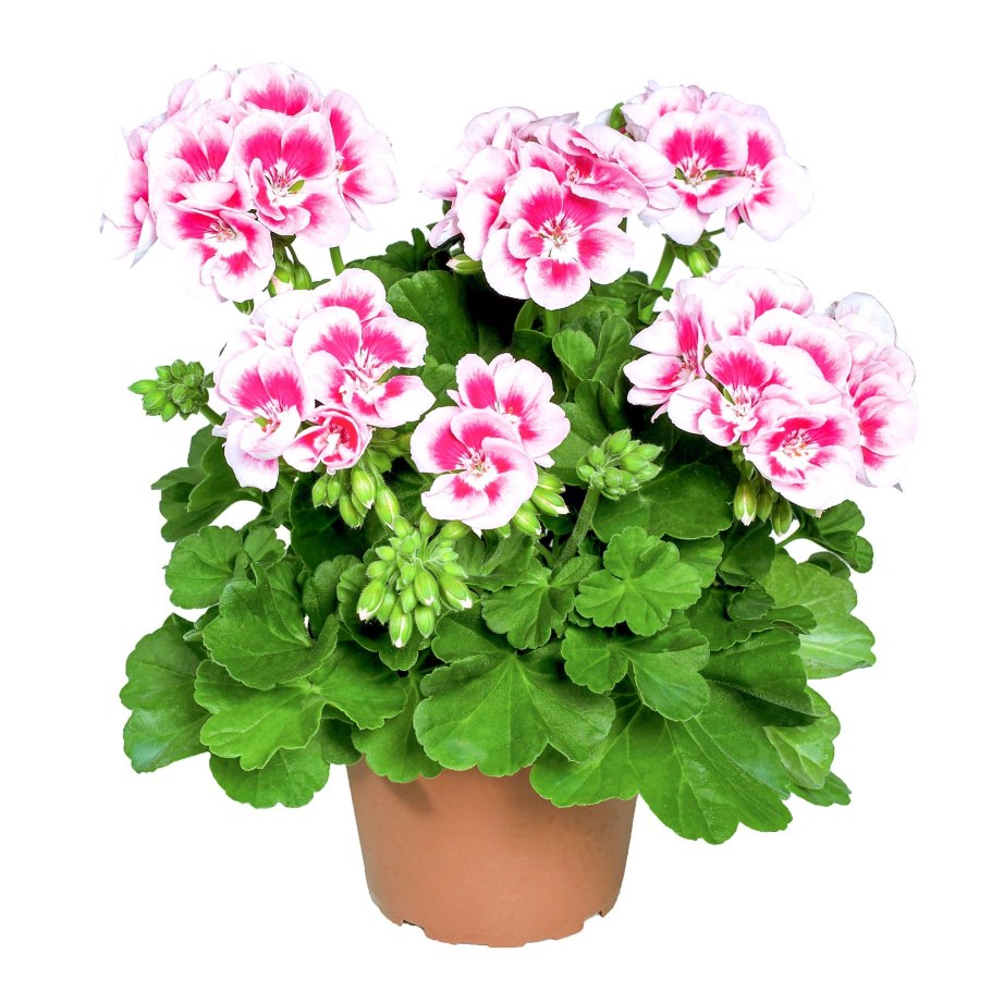 Пеларгония Antik Pink