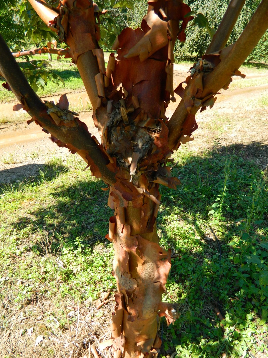 Корица Шри Ланка цейлонская