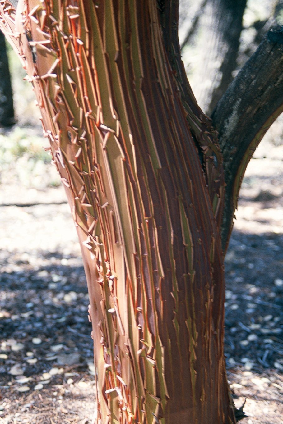 Коричное дерево (Cinnamomum zeylanicum)