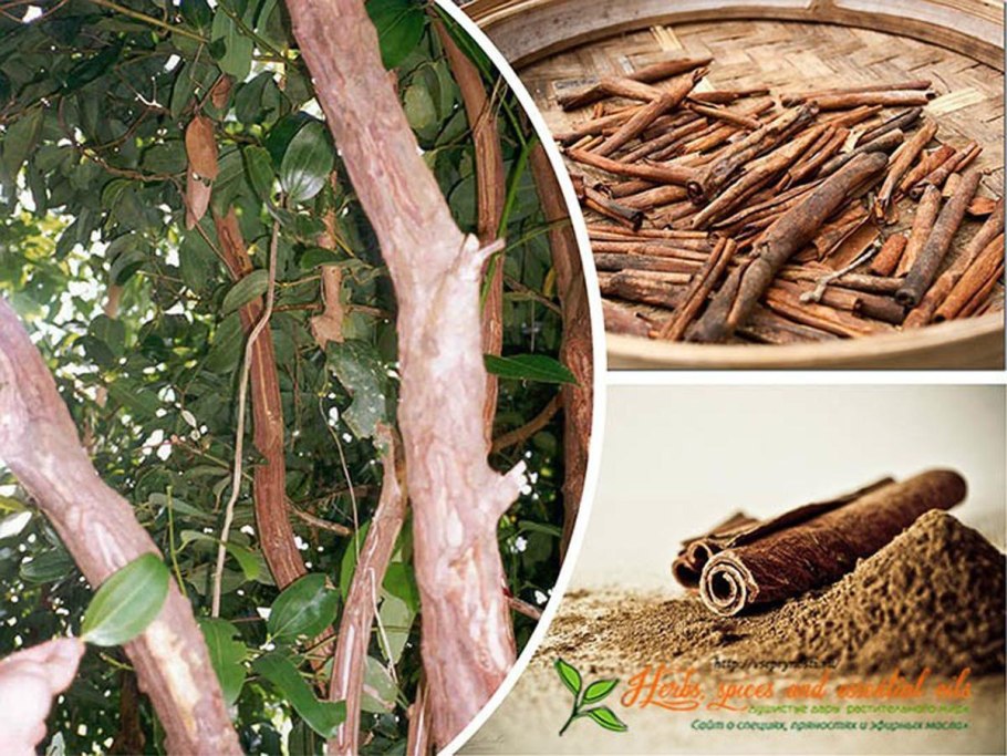 Дерево Cinnamomum Cassia