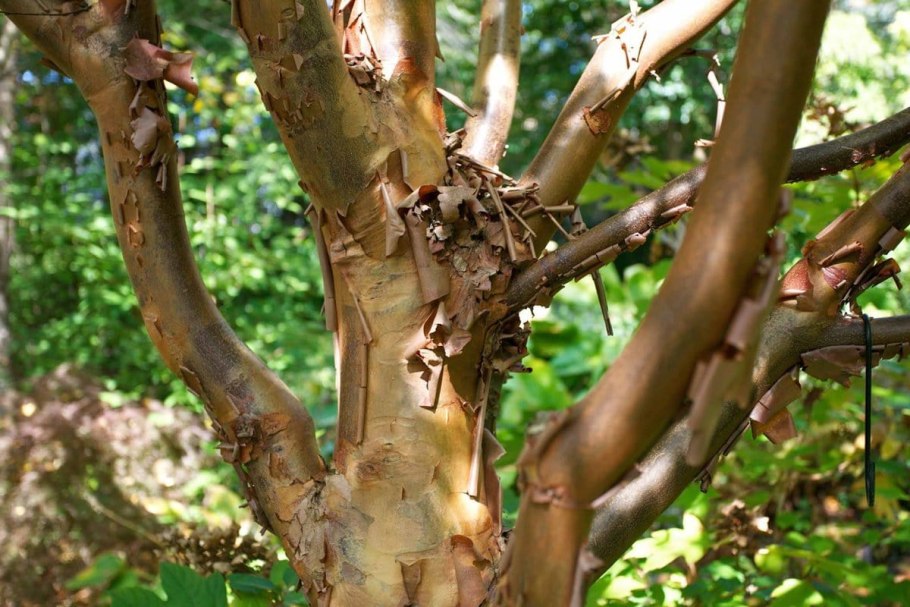 Корица цейлонская растение