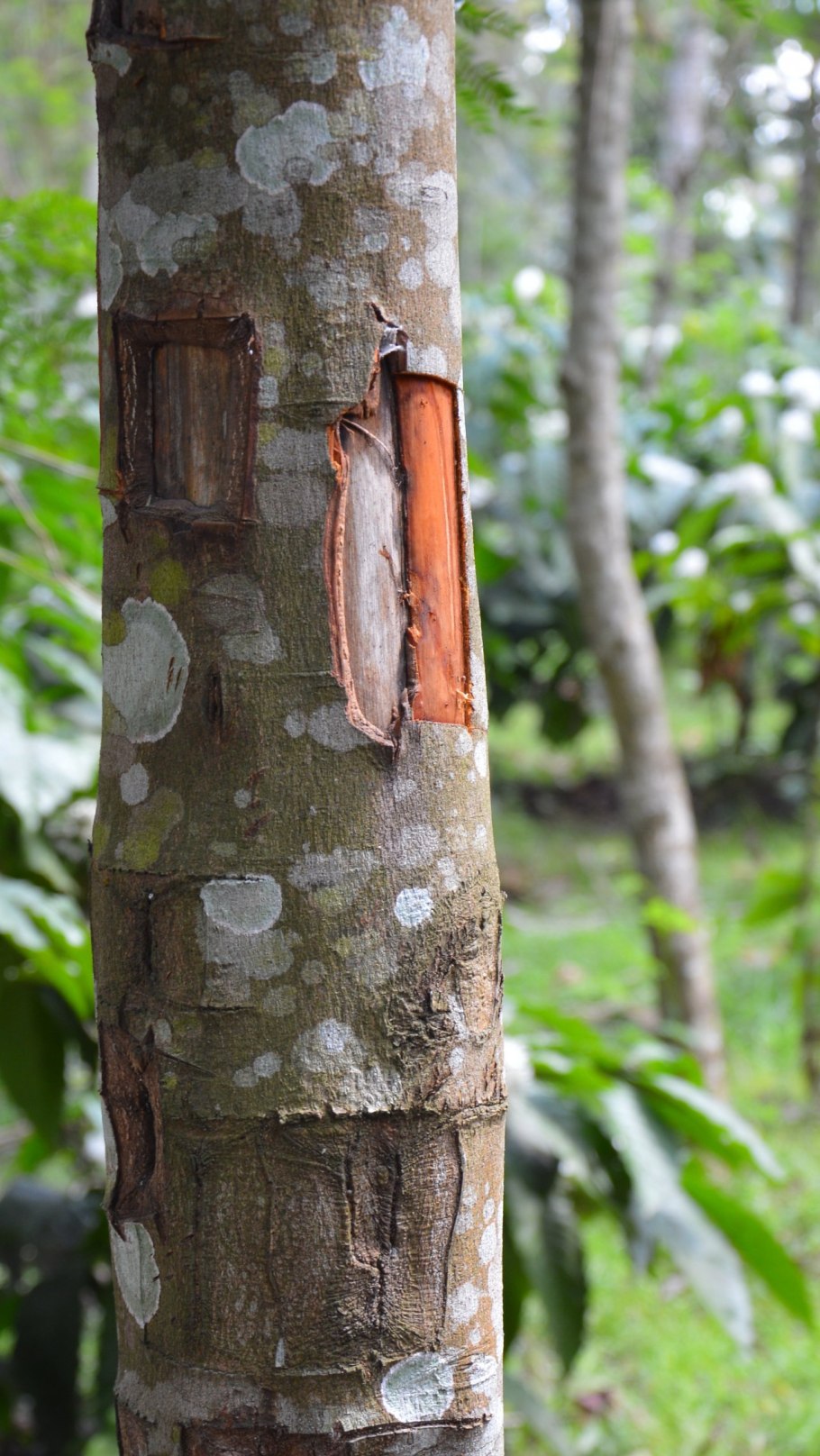 Корица цейлонская растение