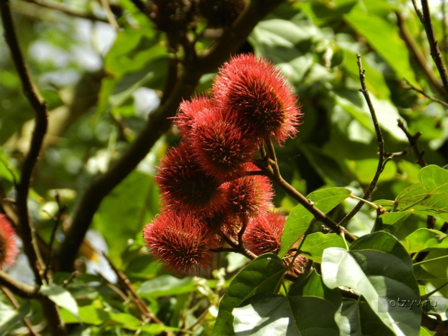 Корица куст