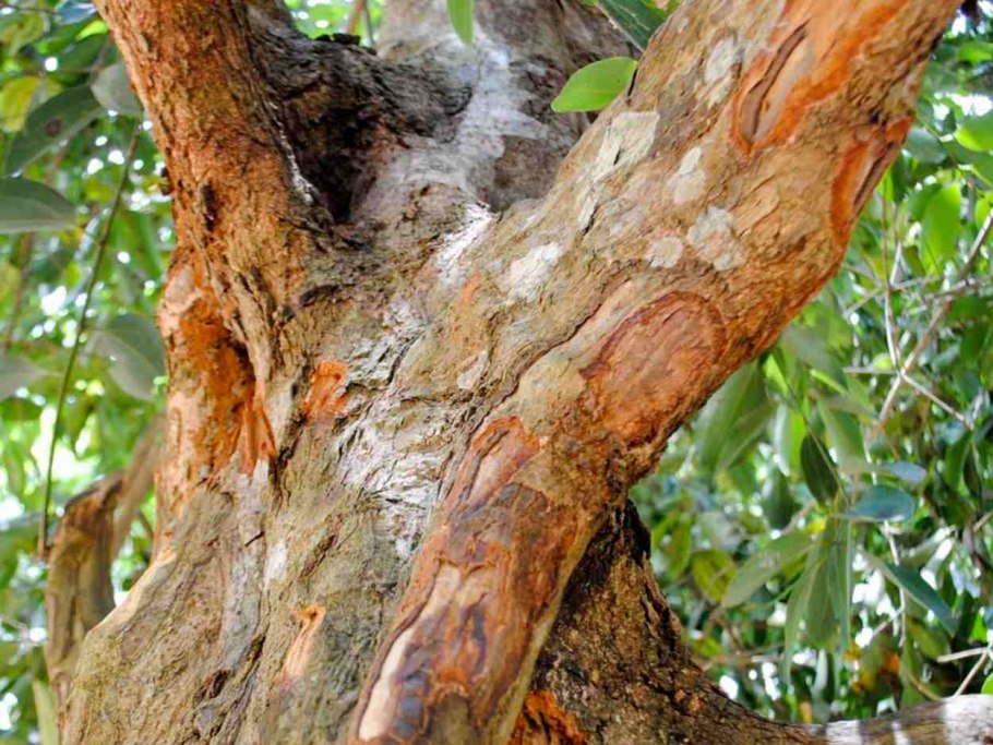 Cinnamomum zeylanicum