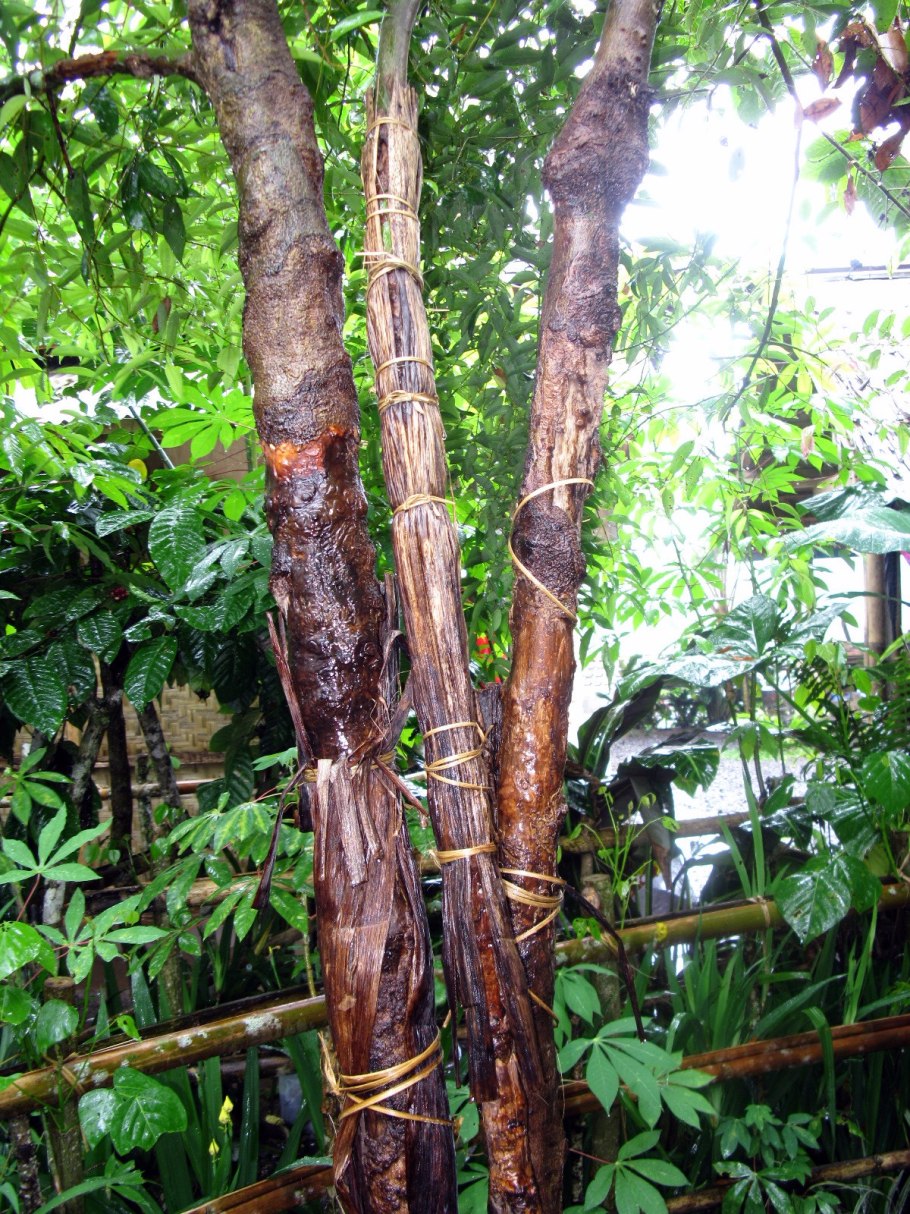 Коричное дерево (Cinnamomum zeylanicum)