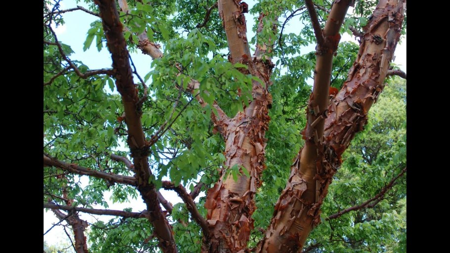 Коричник дерево