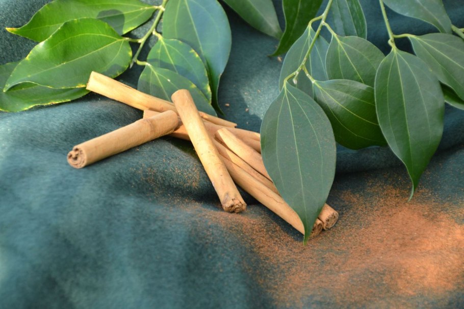 Коричное дерево (Cinnamomum zeylanicum)