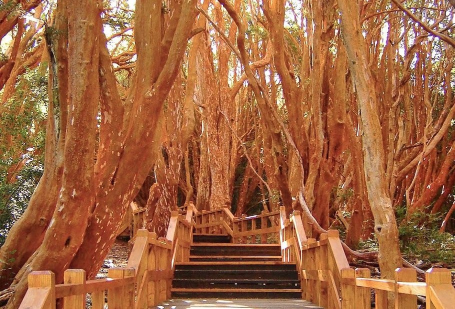 Коричник цейлонский дерево