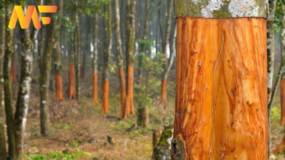 Цейлонская корица дерево