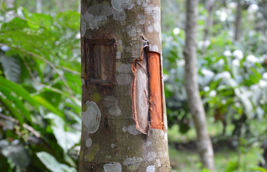 Коричник дерево