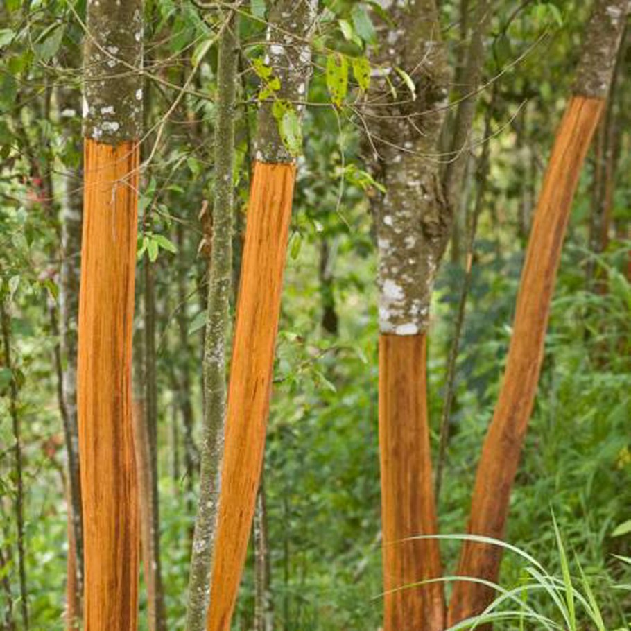 Корица добыча