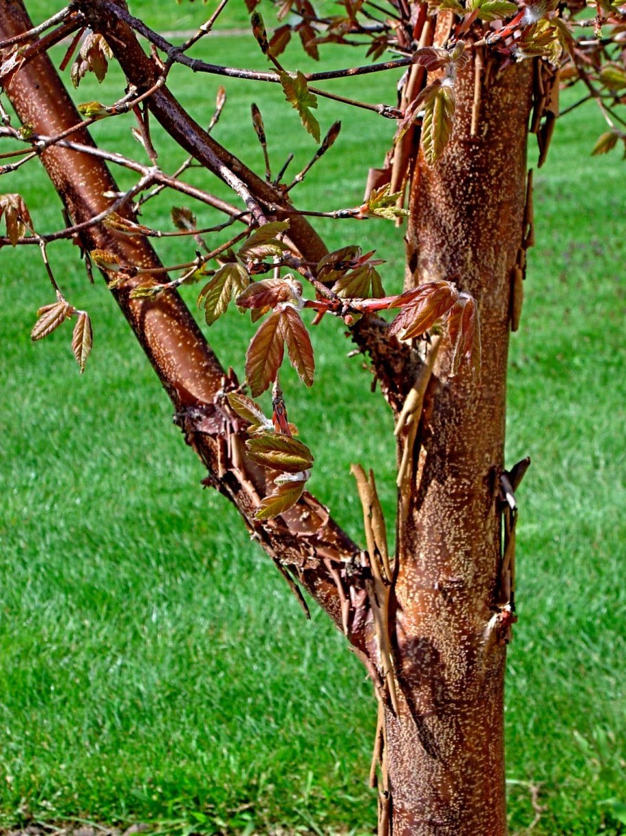 Кассия коричник китайский