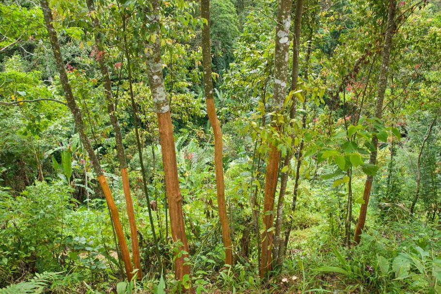 Cinnamomum zeylanicum