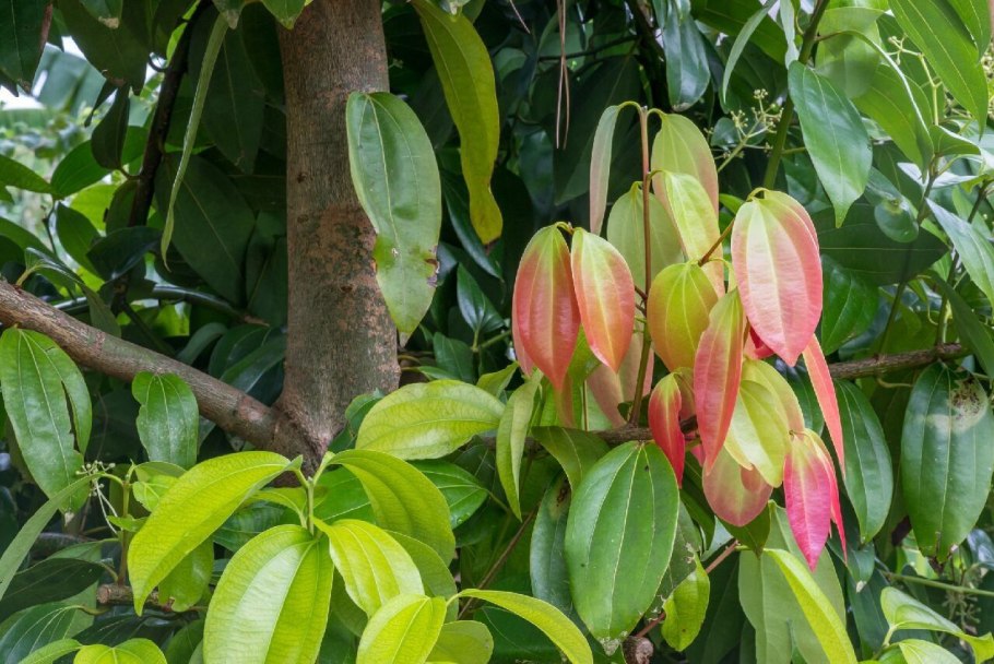 Корица фото