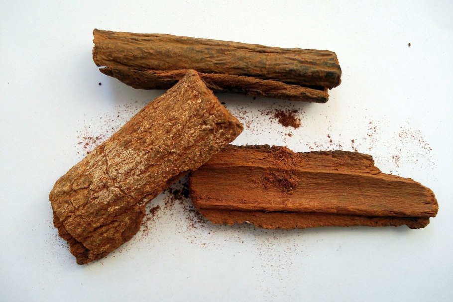 Коричник цейлонский дерево