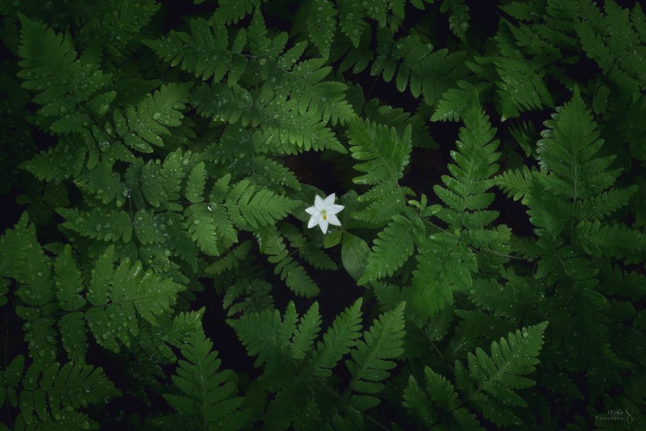 Папоротник Лесной цветет
