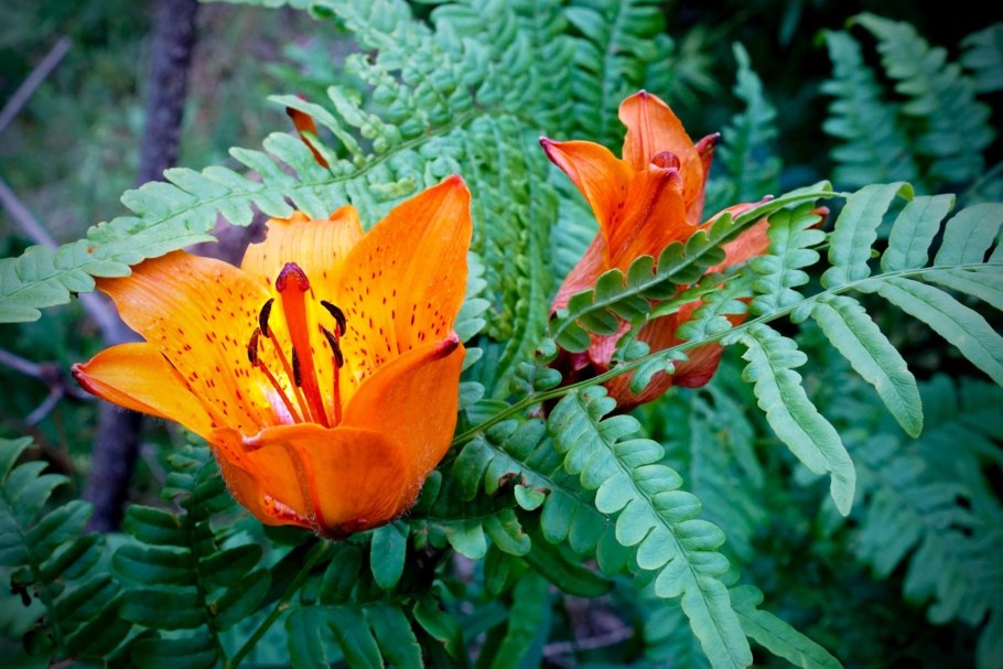 Папоротник кветка