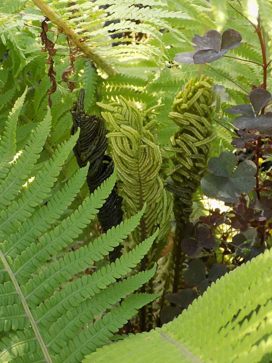 Папоротник орляк цветет