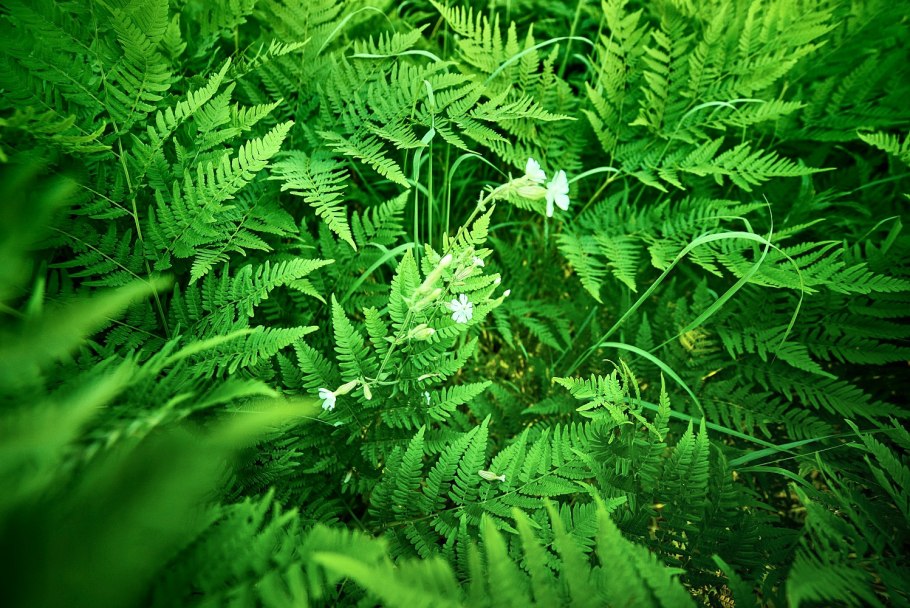 Папоротник цветет