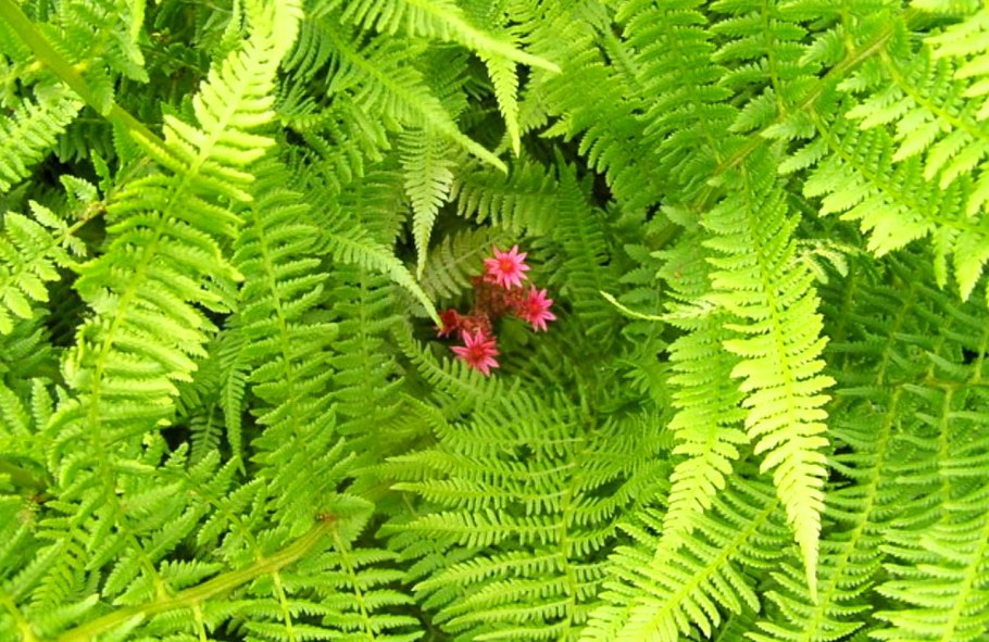 Иван Купала Цветущий папоротник