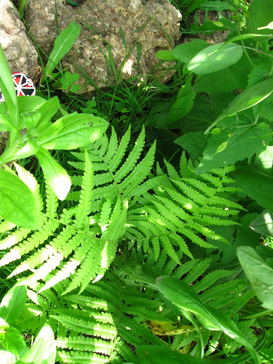 Папоротник орляк цветет