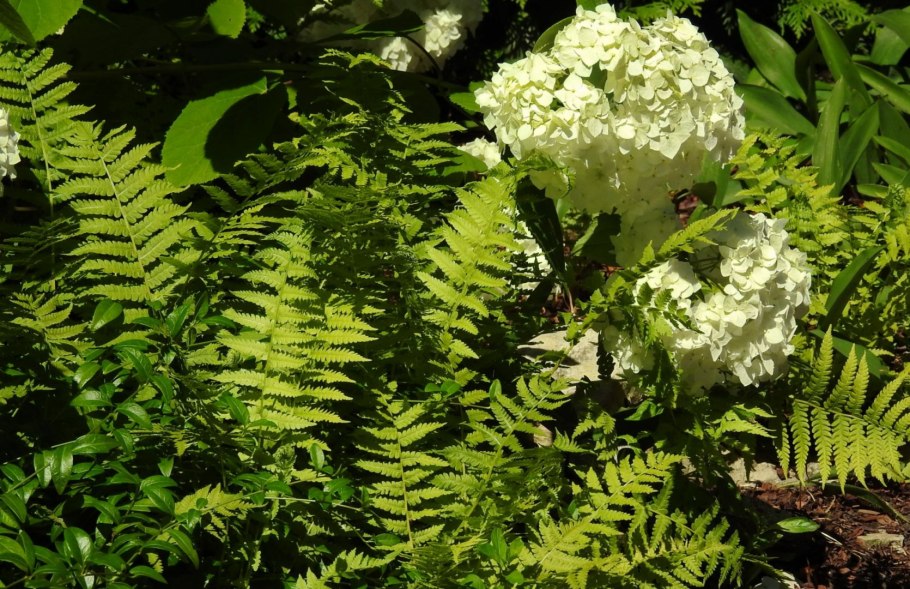 Папоротник дуболистный