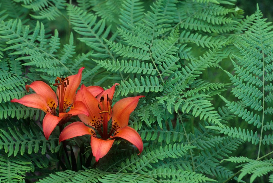 Цветущий папоротник