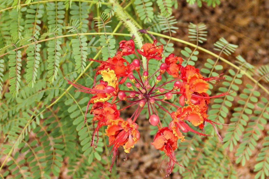 Цветение папоротника