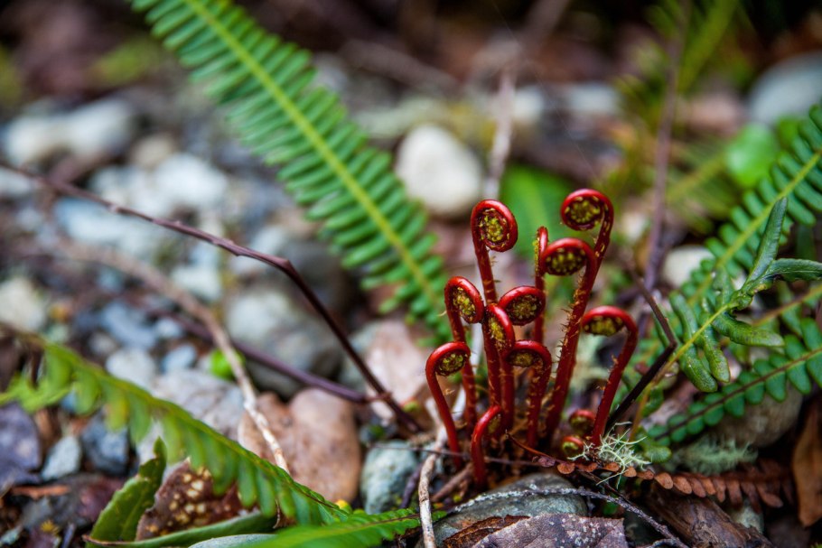 Змеиный папоротник