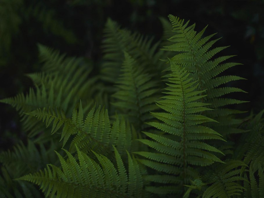 Папоротник Рокферн