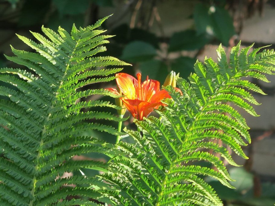 Щитовник цветок