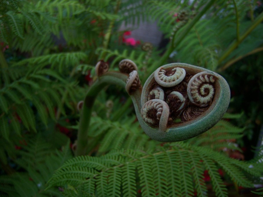 Цветок папоротника