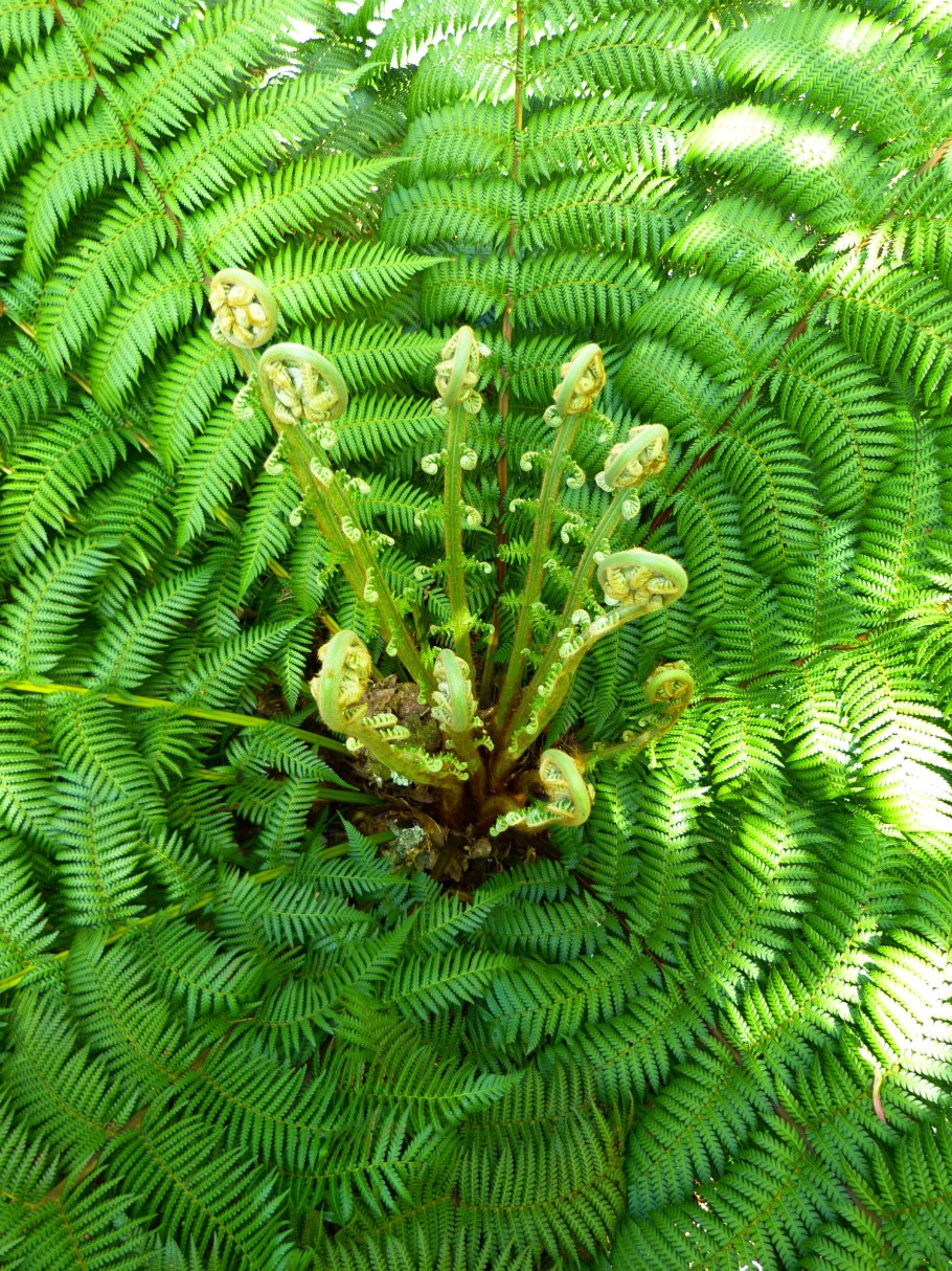 Хвощевидные папоротники