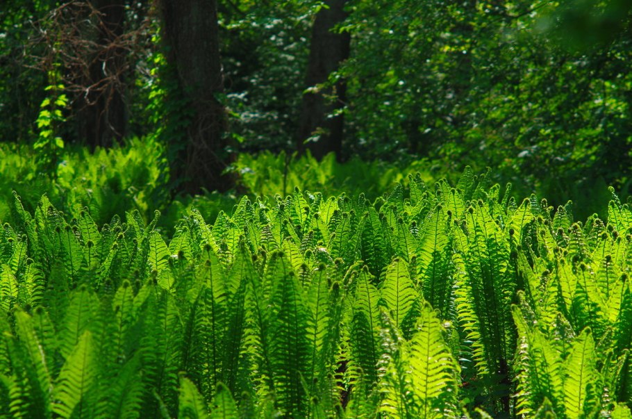 Папоротник кветка