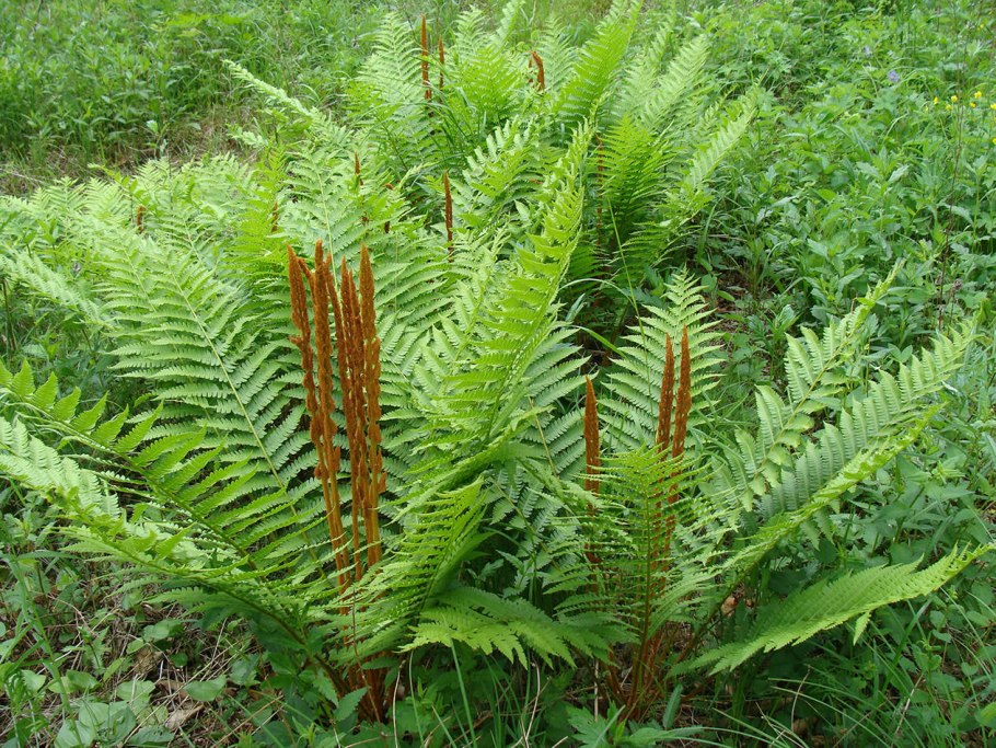 Цветение папоротника