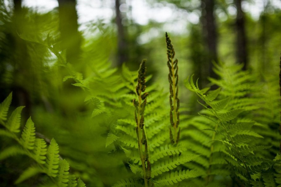 Папоротник Лесной цветет